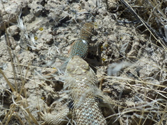 Sceloporus uniformis