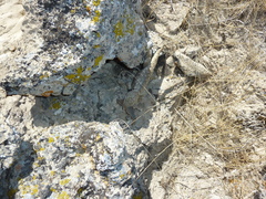 Sceloporus uniformis