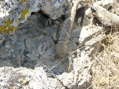 Sceloporus uniformis