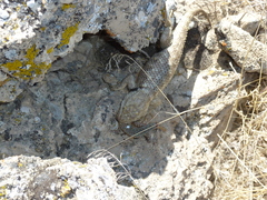 Sceloporus uniformis