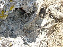 Sceloporus uniformis