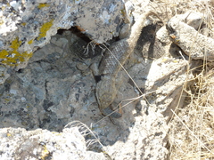 Sceloporus uniformis