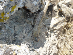 Sceloporus uniformis