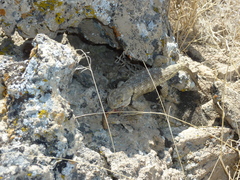 Sceloporus uniformis