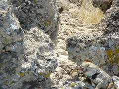 Sceloporus uniformis