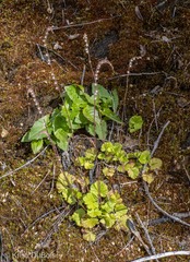 Ozomelis stauropetala
