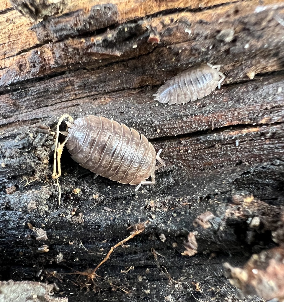 Giant Canyon Woodlouse from Digier Rd, Lebec, CA, US on January 15 ...