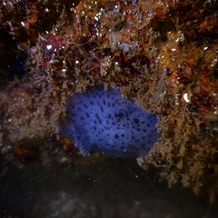 Sebadoris fragilis