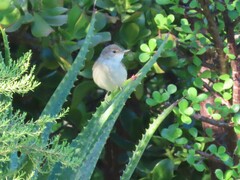 Acrocephalus scirpaceus baeticatus
