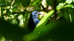 Cyanoloxia cyanoides