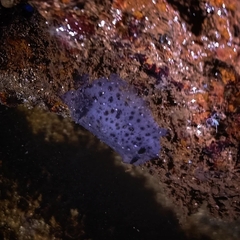Sebadoris fragilis