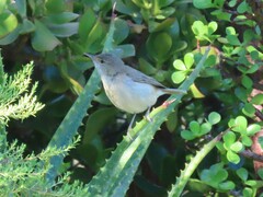 Acrocephalus scirpaceus baeticatus