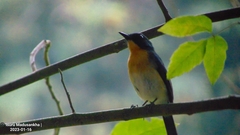Cyornis tickelliae
