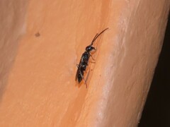 Dolichurus
