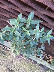 Buddleja davidii
