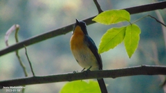 Cyornis tickelliae
