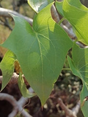 Pittocaulon praecox