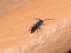 Dolichurus