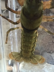 Cambarus girardianus