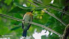 Cyornis tickelliae