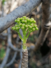 Pittocaulon praecox
