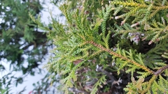 Thujopsis dolabrata