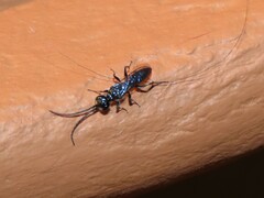Dolichurus