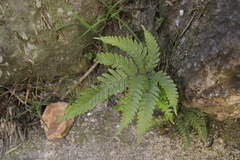 Pteris minor