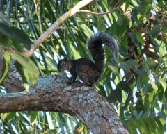 Sciurus colliaei