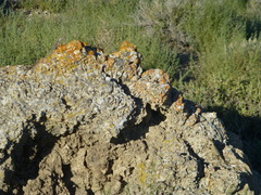 Sceloporus uniformis