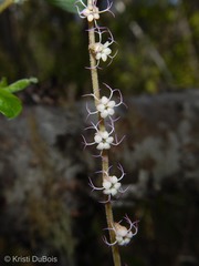 Ozomelis stauropetala