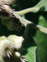 Nannotrigona perilampoides