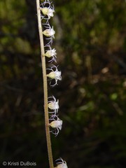 Ozomelis stauropetala