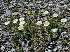 Erigeron radicatus