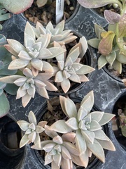 Graptopetalum