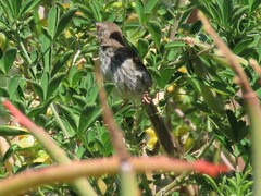 Prinia maculosa maculosa