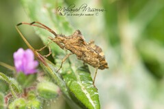 Centrocoris spiniger