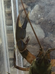 Cambarus girardianus