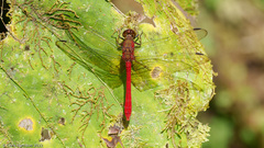 Rhodopygia hinei