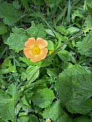 Modiolastrum malvifolium