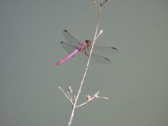 Orthemis ferruginea