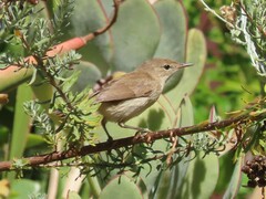 Acrocephalus scirpaceus baeticatus