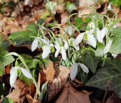 Galanthus elwesii