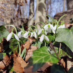 Galanthus elwesii