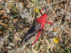 Phymateus morbillosus