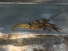 Cambarus girardianus