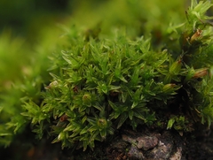 Orthotrichum schimperi