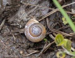 Allogona ptychophora
