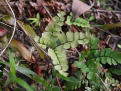 Adiantum flabellulatum