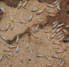 Reticulitermes grassei